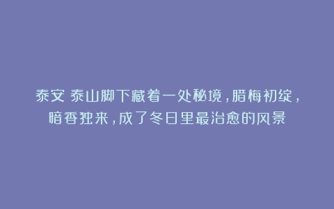 泰安：泰山脚下藏着一处秘境，腊梅初绽，暗香独来，成了冬日里最治愈的风景