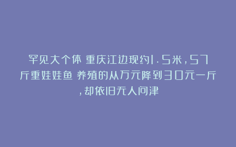 罕见大个体！重庆江边现约1.5米，57斤重娃娃鱼？养殖的从万元降到30元一斤，却依旧无人问津