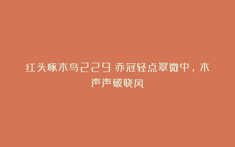 红头啄木鸟229：赤冠轻点翠微中，凿木声声破晓风