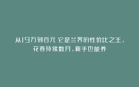 从19万到百元！它是兰界的性价比之王，花香持续数月，新手也能养