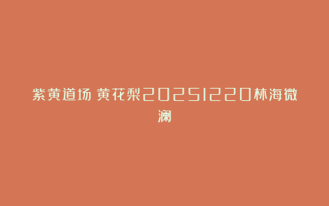 紫黄道场：黄花梨20251220林海微澜