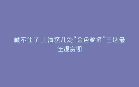 藏不住了!上海这几处“金色秘境”已达最佳观赏期→