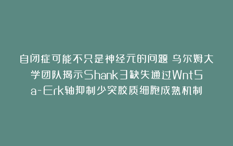自闭症可能不只是神经元的问题！乌尔姆大学团队揭示Shank3缺失通过Wnt5a-Erk轴抑制少突胶质细胞成熟机制
