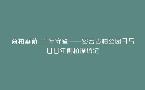 商柏垂荫 千年守望——密云古柏公园3500年侧柏探访记