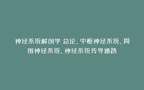 神经系统解剖学：总论、中枢神经系统、周围神经系统、神经系统传导通路