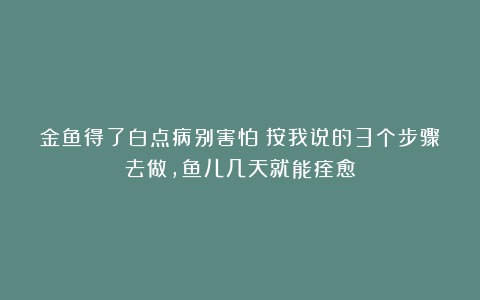 金鱼得了白点病别害怕!按我说的3个步骤去做,鱼儿几天就能痊愈