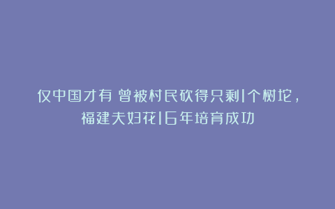 仅中国才有！曾被村民砍得只剩1个树坨，福建夫妇花16年培育成功
