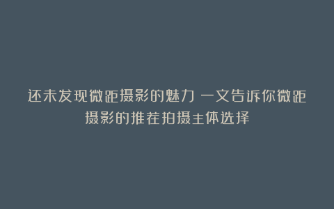 还未发现微距摄影的魅力?一文告诉你微距摄影的推荐拍摄主体选择