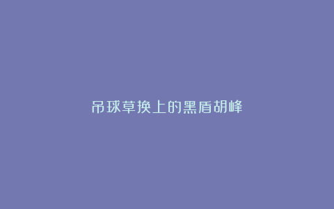 吊球草换上的黑盾胡峰