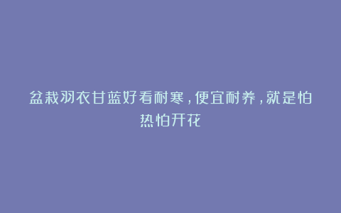 盆栽羽衣甘蓝好看耐寒,便宜耐养,就是怕热怕开花