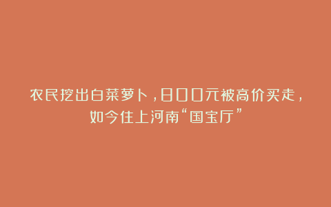 农民挖出白菜萝卜，800元被高价买走，如今住上河南“国宝厅”