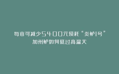 每亩可减少5400元损耗!“炎鲈1号”加州鲈如何挺过高温天?
