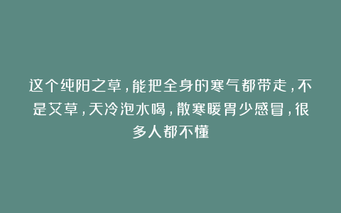 这个纯阳之草,能把全身的寒气都带走,不是艾草,天冷泡水喝,散寒暖胃少感冒,很多人都不懂
