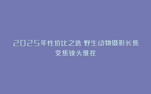 2025年性价比之选：野生动物摄影长焦变焦镜头推荐