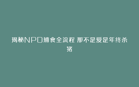 揭秘NPD捕食全流程：那不是爱是年终杀猪！