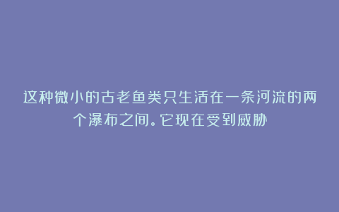 这种微小的古老鱼类只生活在一条河流的两个瀑布之间。它现在受到威胁