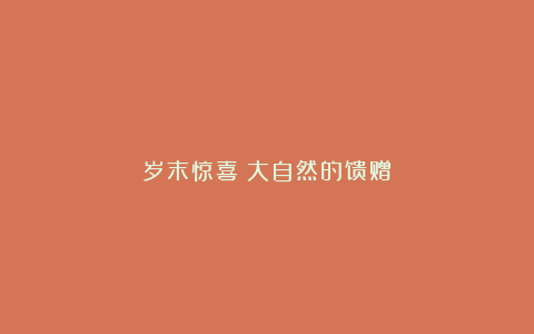 岁末惊喜：大自然的馈赠