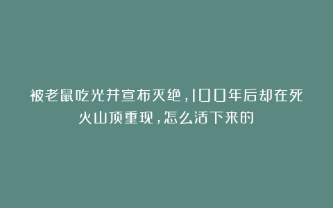 被老鼠吃光并宣布灭绝，100年后却在死火山顶重现，怎么活下来的？