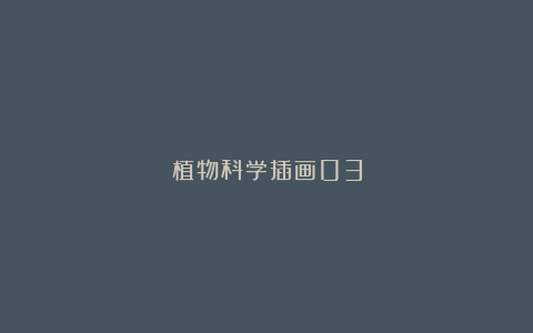 植物科学插画03